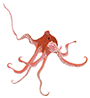 Illustration of an octopus