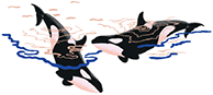 Illustration of orcas or killer whales